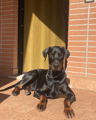 Doberman per monta