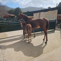 Cavalla araba gravida con puledra quarab