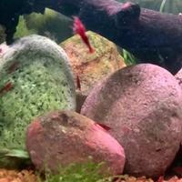 Neocaridine Bloody Mary