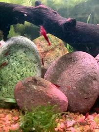 Neocaridine Bloody Mary