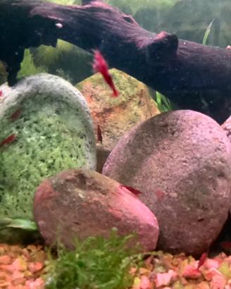 Neocaridine Bloody Mary