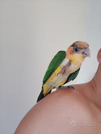 Caicco testa arancio