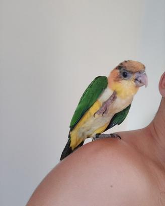 Caicco testa arancio