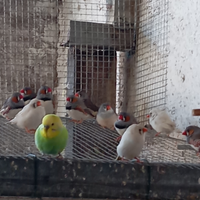 Diamantini mandarino