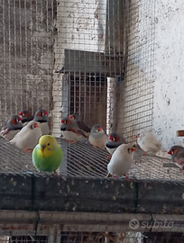 Diamantini mandarino