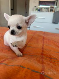 Cuccioli di chihuahua bianchi maschio e femmina