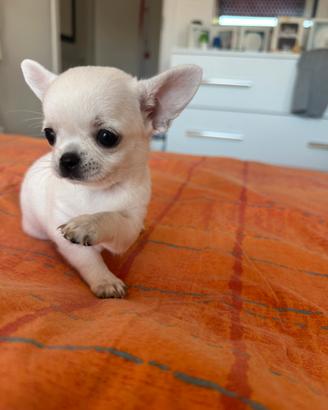 Cuccioli di chihuahua bianchi maschio e femmina