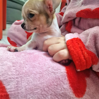 Cucciolo di chihuahua