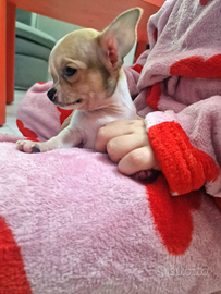 Cucciolo di chihuahua