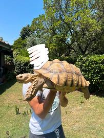 Tartaruga sulcata (Centrochelys) - 44 cm, 14 kg
