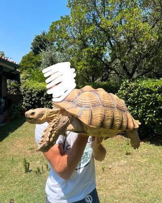 Tartaruga sulcata (Centrochelys) - 44 cm, 14 kg