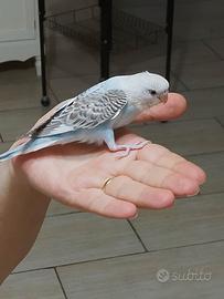 Cocorite allevate a mano