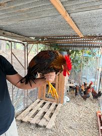 Gallo livornese collo oro