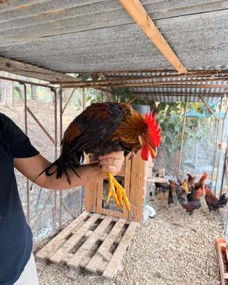 Gallo livornese collo oro
