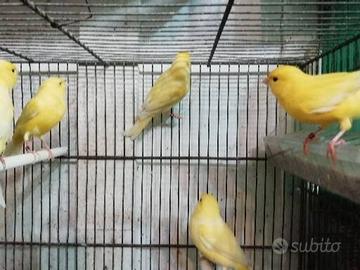 Canarini gialli maschi