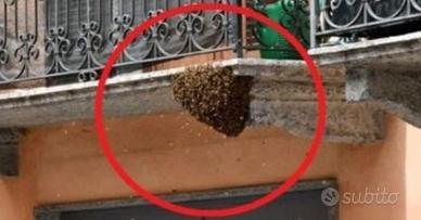 Sciami d'Api