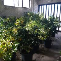 Piante di limoni in vaso