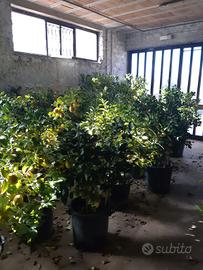 Piante di limoni in vaso