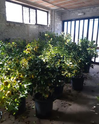 Piante di limoni in vaso