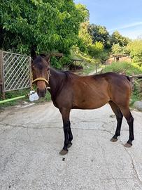 Pony femmina 1.45