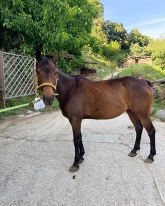Pony femmina 1.45