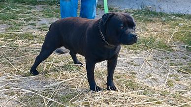 Maschio Staffordshire bull terrier