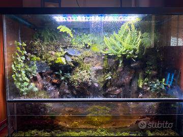 Paludario naturale scenografico 💧 🌿