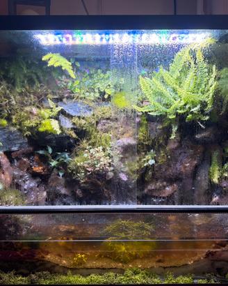 Paludario naturale scenografico 💧 🌿