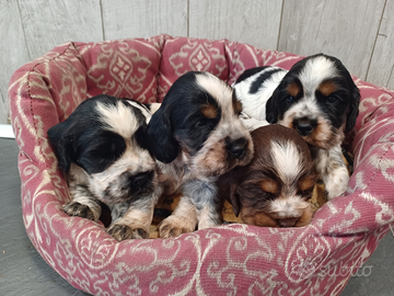 Cocker Spaniel cucciolata