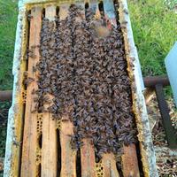 7 Nuclei con regina 2025