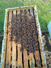 7 Nuclei con regina 2025