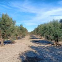 Terreno a uliveto