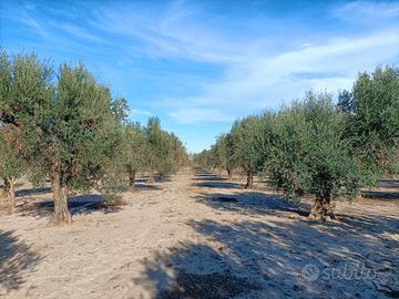 Terreno a uliveto