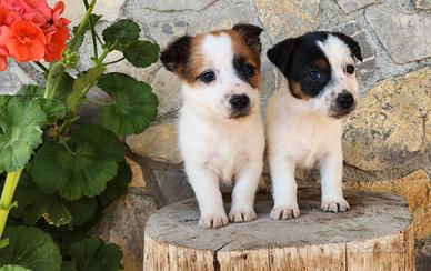 Cuccioli Jack Russell Terrier con Pedigree