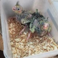 Calopsite da imbecco