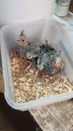 Calopsite da imbecco