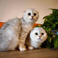Gatti scottish fold