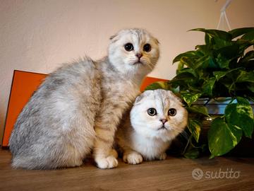 Gatti scottish fold