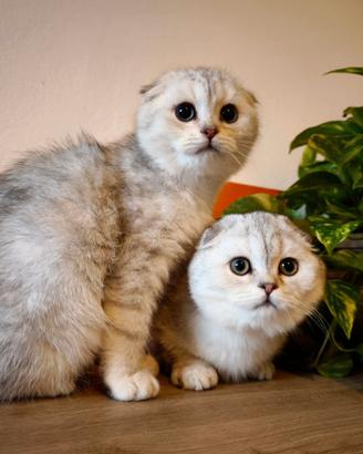 Gatti scottish fold