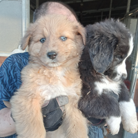 Pastore australiano x border collie