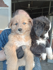 Pastore australiano x border collie