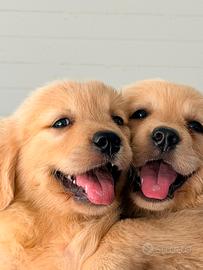 Golden retriver