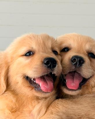 Golden retriver