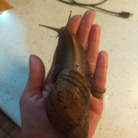 Lumaca achatina africana