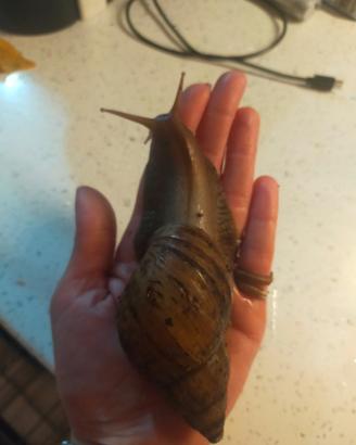 Lumaca achatina africana