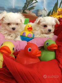 Taglia Molto Molto Piccola Toy Maltesini