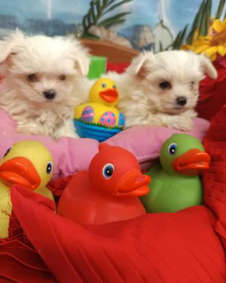 Taglia Molto Molto Piccola Toy Maltesini