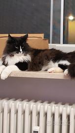 gatto norvegese