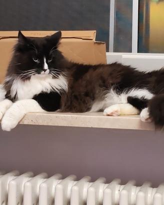 gatto norvegese