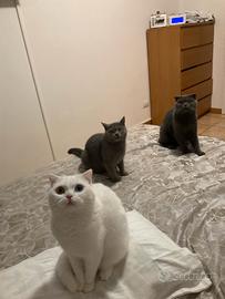 Badante,colf , bebbysitter